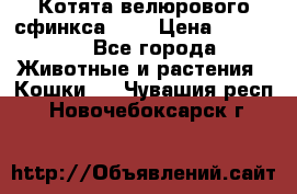 Котята велюрового сфинкса. .. › Цена ­ 15 000 - Все города Животные и растения » Кошки   . Чувашия респ.,Новочебоксарск г.